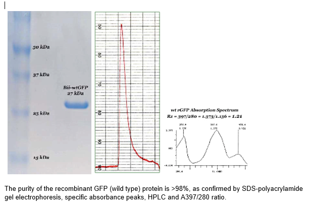 Figure 1. The purity of the recombinant GFP (wild type) protein is >98%, as confirmed by SDS-polyacrylamide gel electrophoresis, specific absorbance peaks, HPLC and A397/280 ratio.